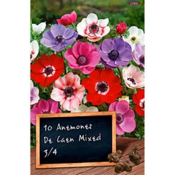 Blumenzwiebeln Anemone De Caen Mischung