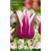 Lilienblütige Tulpen Claudia Holland Park Blumenzwiebeln 2 Lilienblütige Tulpen Claudia Holland Park Blumenzwiebeln -Gartengeräte 2QeR4spRerImv1A 1280x1280