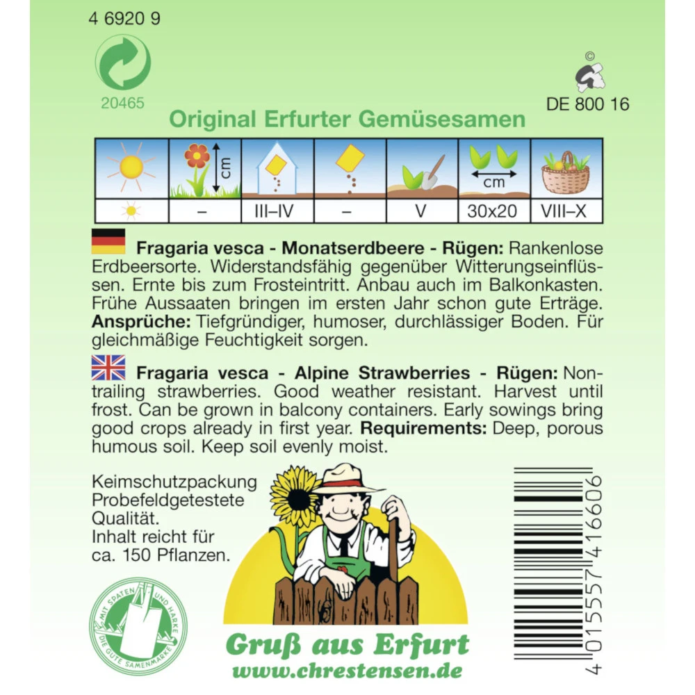 Saatgut Monatserdbeere Rügen Immertragend Für Ca. 150 Pflanzen 4 Saatgut Monatserdbeere Rügen Immertragend Für Ca. 150 Pflanzen – Bild 2