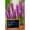 Blumenzwiebel Prachtscharte Liatris Spicata -Gartengeräte 2QtbSjTbnN8qDky 1280x1280