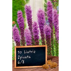 Blumenzwiebel Prachtscharte Liatris Spicata
