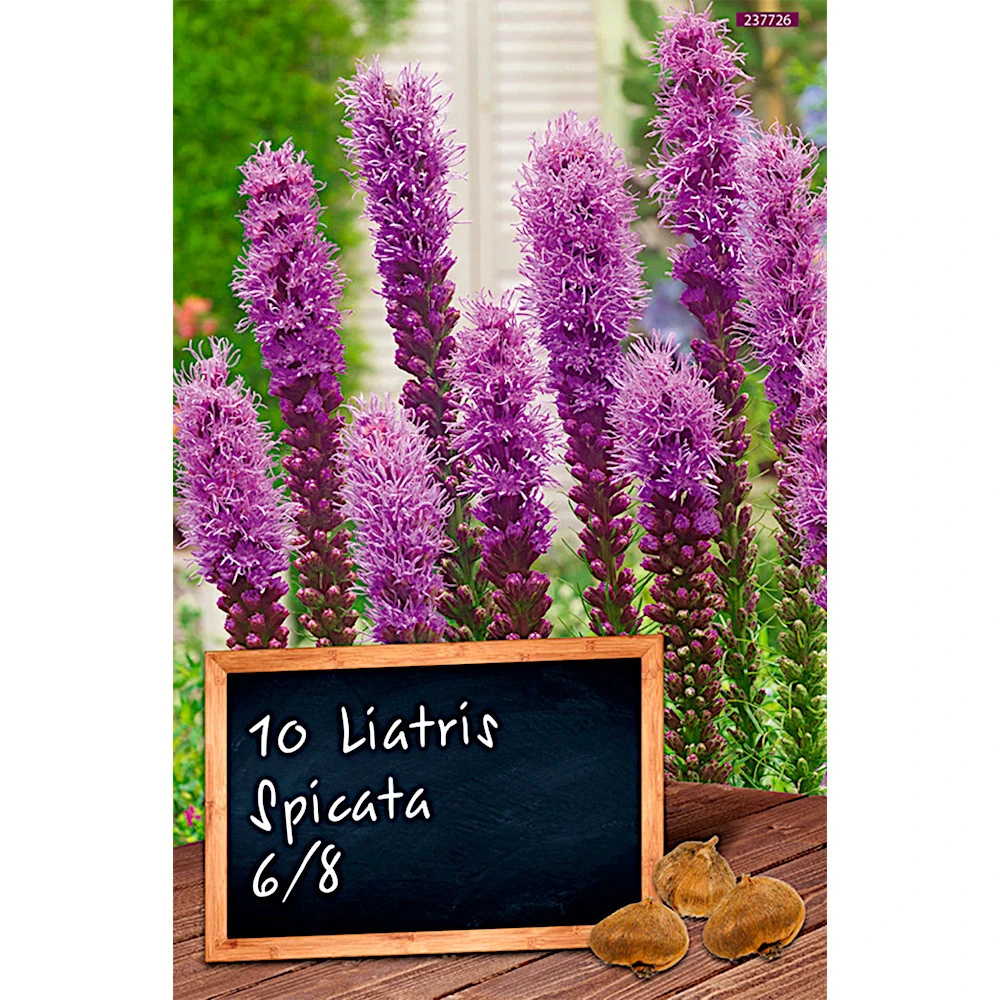 Blumenzwiebel Prachtscharte Liatris Spicata 3 Blumenzwiebel Prachtscharte Liatris Spicata
