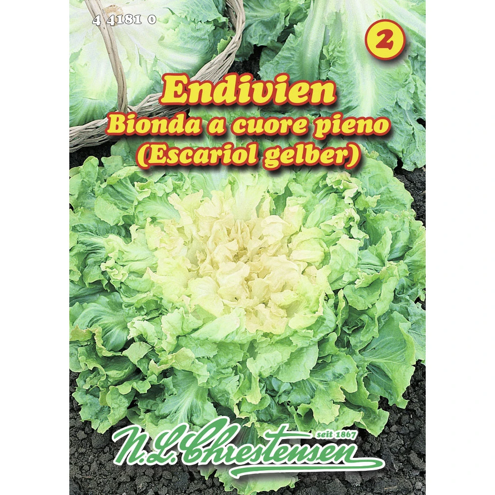 Saatgut Endivien Sehr Widerstandsfähig 3 Saatgut Endivien Sehr Widerstandsfähig