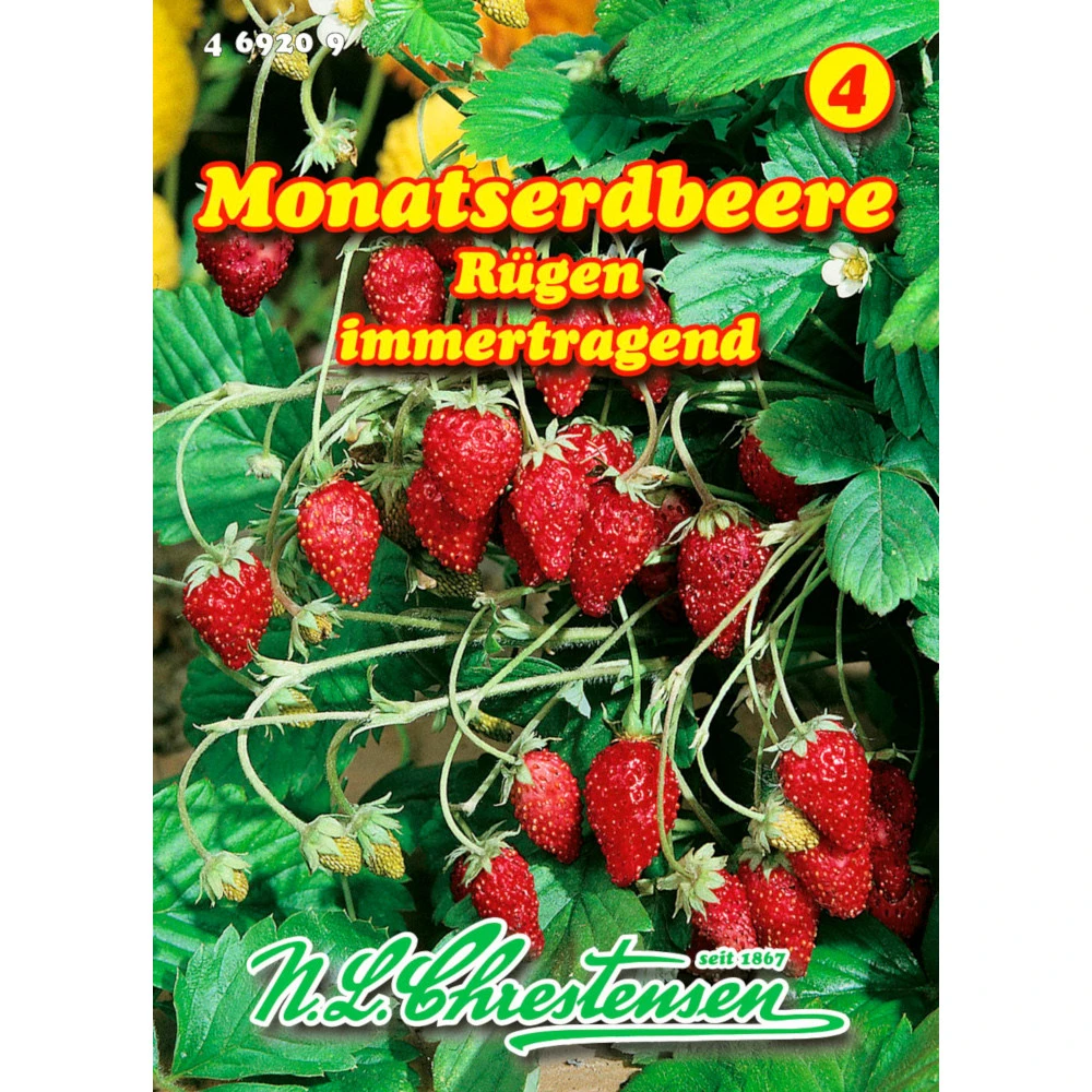 Saatgut Monatserdbeere Rügen Immertragend Für Ca. 150 Pflanzen 3 Saatgut Monatserdbeere Rügen Immertragend Für Ca. 150 Pflanzen