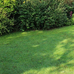 WESTLAND Trocken- Und Schattenrasen-Saatgutmischung 40 M² 1,0 Kg 7 WESTLAND Trocken- Und Schattenrasen-Saatgutmischung 40 M² 1,0 Kg -Gartengeräte 9kUfZSF6Afr9Wt2 1280x1280