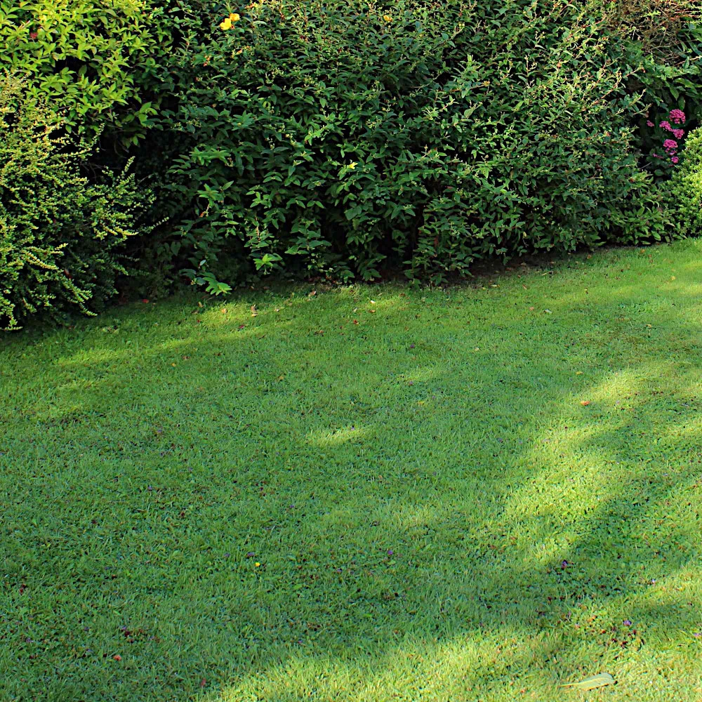 WESTLAND Trocken- Und Schattenrasen-Saatgutmischung 40 M² 1,0 Kg 5 WESTLAND Trocken- Und Schattenrasen-Saatgutmischung 40 M² 1,0 Kg – Bild 3