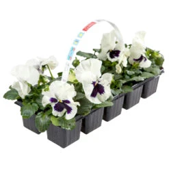 Viola Cornuta 10 Stück Farblich Sortiert -Gartengeräte 9kkwmZOYSdTQmq0 1280x1280