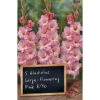 Gladiolen Blumenzwiebel Pink 1 Gladiolen Blumenzwiebel Pink -Gartengeräte Z7wlQbNmNOaKSe 1280x1280