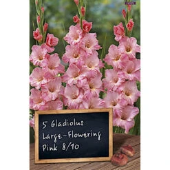 Gladiolen Blumenzwiebel Pink