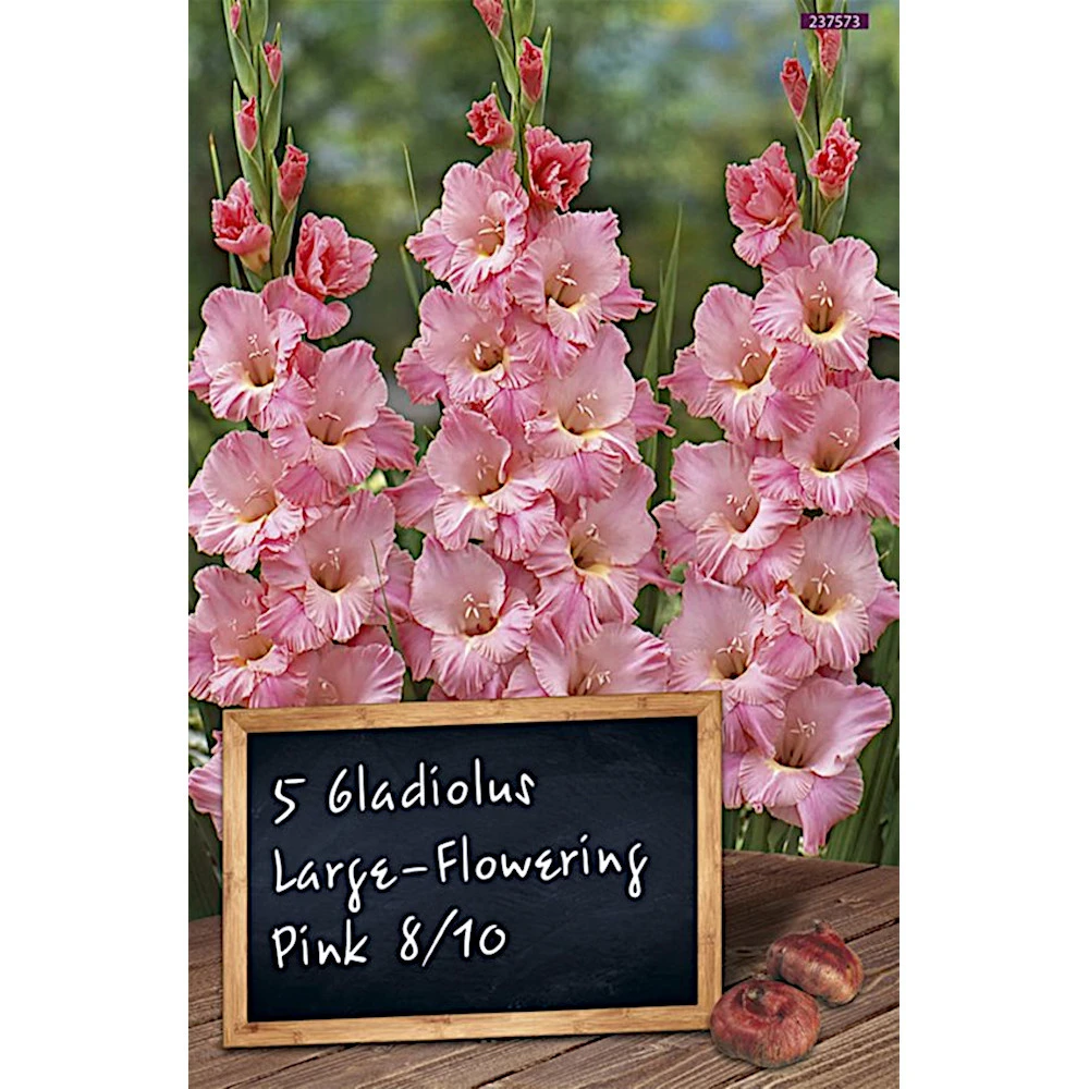 Gladiolen Blumenzwiebel Pink 3 Gladiolen Blumenzwiebel Pink