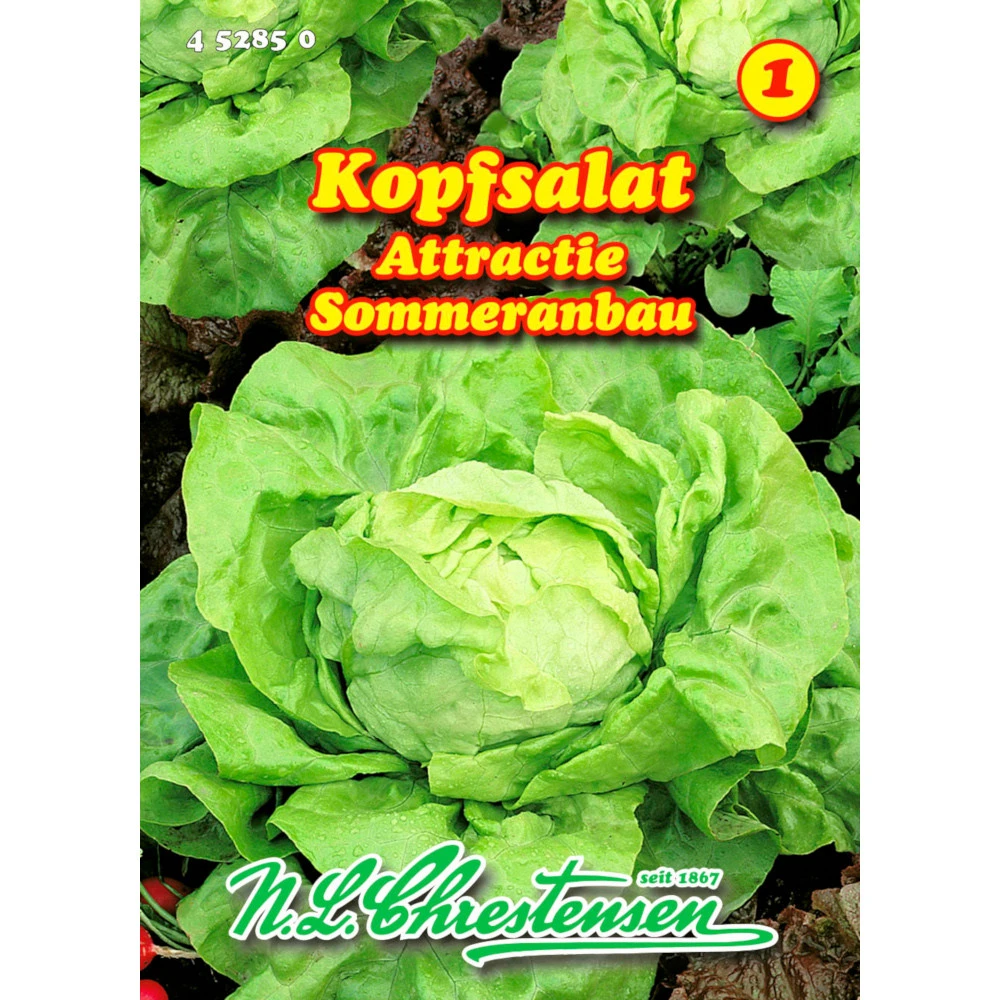 Saatgut Kopfsalat Attractie Sommeranbau, Für Ca. 200 Pflanzen 3 Saatgut Kopfsalat Attractie Sommeranbau, Für Ca. 200 Pflanzen