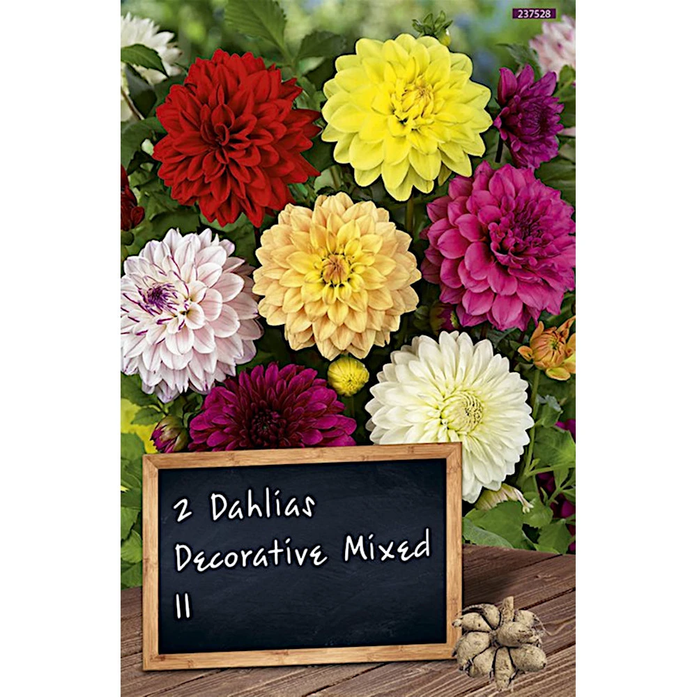 Schmuckdahlien Blumenzwiebel-Mischung Decorative 3 Schmuckdahlien Blumenzwiebel-Mischung Decorative