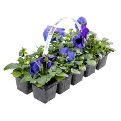 Viola Cornuta 10 Stück Farblich Sortiert -Gartengeräte Zn6ppOvc8wkh0j 1280x1280