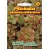 Saatgut Pflücksalat Amerikanischer Brauner Für Ca. 200 Pflanzen Für Den Sommeranbau -Gartengeräte ZqVIzgs3LCzqA0 1280x1280