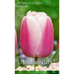 Darwin Tulpen Ollioules Holland Park Blumenzwiebeln